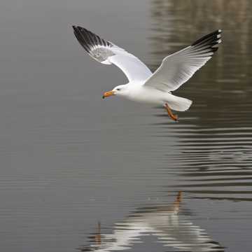 Wo die Möwen fliegen