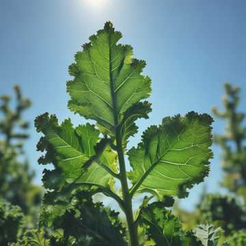 Kale 'n' Heart