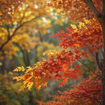 Autumn Breeze