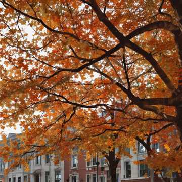 Soledad en otoño