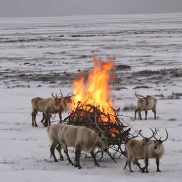 Тундра для чукчей