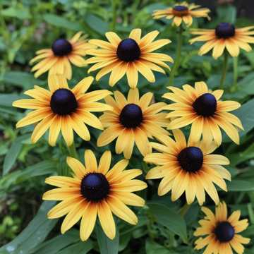 Black-eyed Susan