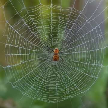 Little Jumpy Spider