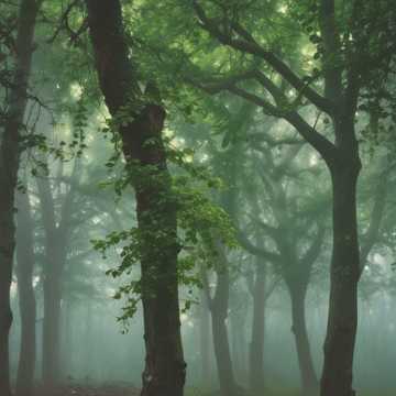 Rainy Path to Serenity