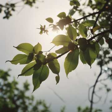 盛夏的果实